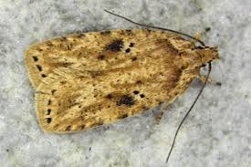 Attēlu rezultāti vaicājumam “Depressaria olerella imago”