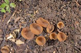 Attēlu rezultāti vaicājumam “Dumontinia tuberosa”