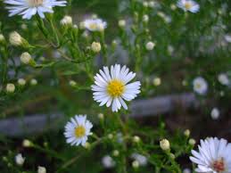 Image result for Aster lanceolatus