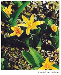 Attēlu rezultāti vaicājumam “Colchicum luteum”