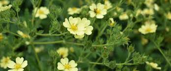 Image result for Potentilla erecta