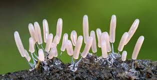 Attēlu rezultāti vaicājumam “Stemonitopsis typhina stalked”