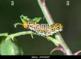 Attēlu rezultāti vaicājumam “Argidae larva”