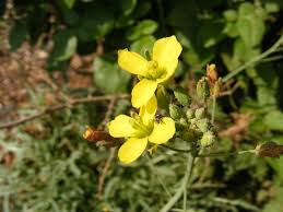 Image result for Diplotaxis tenuifolia