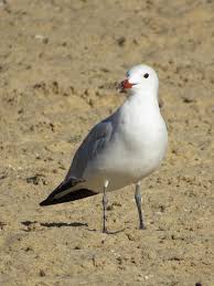 Image result for Larus audouinii