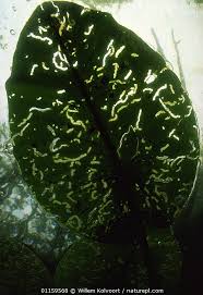 Attēlu rezultāti vaicājumam “Nuphar lutea leaf”