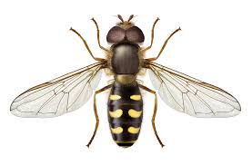 Attēlu rezultāti vaicājumam “Eupeodes nielseni”