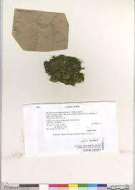 Attēlu rezultāti vaicājumam “Thamnobryum subserratum”