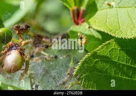Attēlu rezultāti vaicājumam “Yponomeuta evonymella larva”