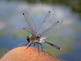 Attēlu rezultāti vaicājumam “Leucorrhinia albifrons female”