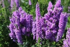 Attēlu rezultāti vaicājumam “Veronica longifolia bud”