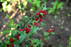 Attēlu rezultāti vaicājumam “Chenopodium foliosum”