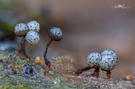 Attēlu rezultāti vaicājumam “Cribraria vulgaris spores”
