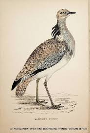 Image result for Chlamydotis macqueenii