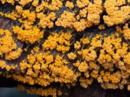 Attēlu rezultāti vaicājumam “Badhamia macrocarpa”