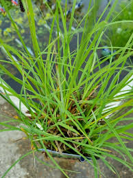 Attēlu rezultāti vaicājumam “Carex panicea”