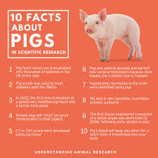 Bildresultat för pigs