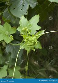 Attēlu rezultāti vaicājumam “Bryonia alba bud”