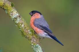 Attēlu rezultāti vaicājumam “Pyrrhula pyrrhula”