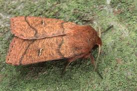 Attēlu rezultāti vaicājumam “Mythimna turca”