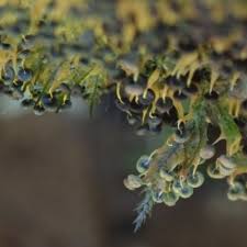 Attēlu rezultāti vaicājumam “Physarum viride var. aurantium”