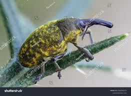 Attēlu rezultāti vaicājumam “Larinus sp.”