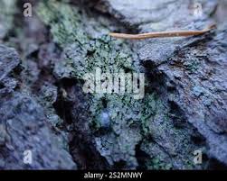 Attēlu rezultāti vaicājumam “Calicium viride”