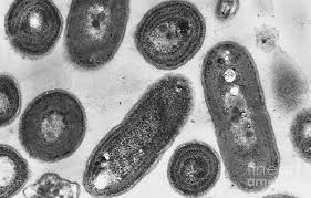 Attēlu rezultāti vaicājumam “Cyanophyta”