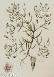 Attēlu rezultāti vaicājumam “Gypsophila muralis fruit”