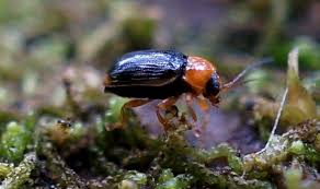 Attēlu rezultāti vaicājumam “Griselda ustomaculana”