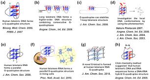 Image result for the end of the t-loop structure