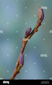 Attēlu rezultāti vaicājumam “Alnus glutinosa bud”