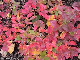 Attēlu rezultāti vaicājumam “Vaccinium angustifolium”