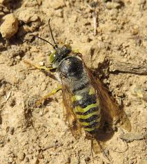 Attēlu rezultāti vaicājumam “Bembix rostrata”