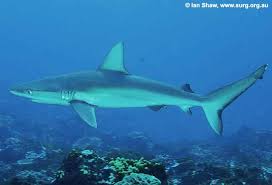 Image result for Carcharhinus