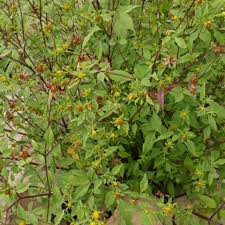 Attēlu rezultāti vaicājumam “Bidens frondosa flower”