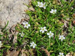 Attēlu rezultāti vaicājumam “Limosella aquatica”