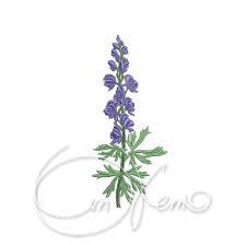 Attēlu rezultāti vaicājumam “Aconitum napellus leaf”