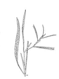 Attēlu rezultāti vaicājumam “Potamogeton gramineus”