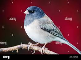 Image result for Junco hyemalis