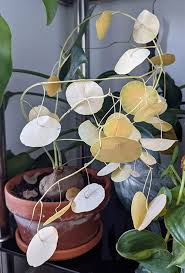 Attēlu rezultāti vaicājumam “Trichia erecta stalked”