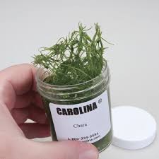 Attēlu rezultāti vaicājumam “Chara intermedia”