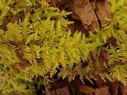 Attēlu rezultāti vaicājumam “Thuidium”