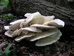 Attēlu rezultāti vaicājumam “Bondarzewia mesenterica”