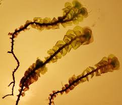 Attēlu rezultāti vaicājumam “Scapania undulata”