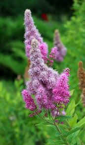 Attēlu rezultāti vaicājumam “Spiraea salicifolia flower”