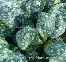 Attēlu rezultāti vaicājumam “Pulmonaria saccharata leaf”