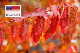 Attēlu rezultāti vaicājumam “Acer tataricum subsp. ginnala”