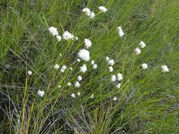 Attēlu rezultāti vaicājumam “Eriophorum gracile leaf”