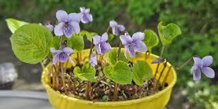 Attēlu rezultāti vaicājumam “Viola epipsila flower”